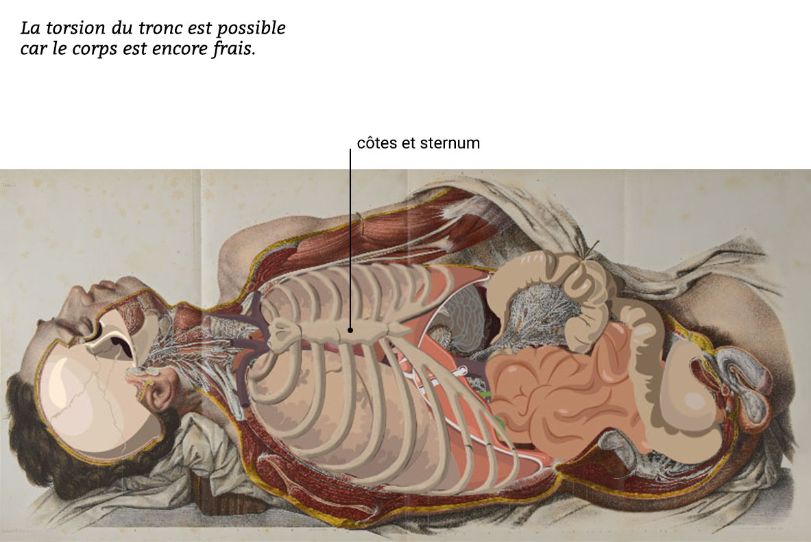organes