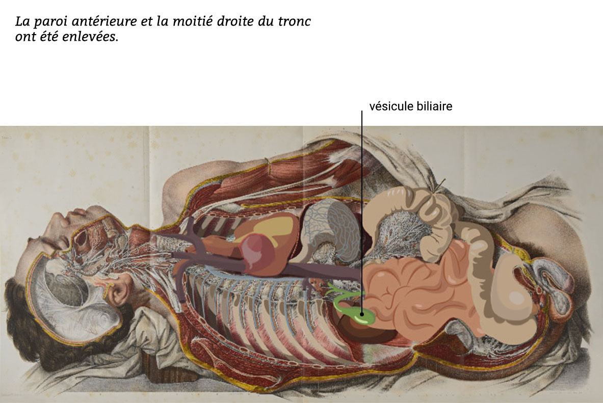 organes