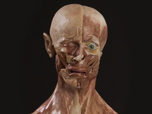 Anatomy1-Wax_sculpture_by_Elvire_Thouvenot