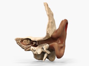 Medical_Art2-Inner_ear_interactive_model_by_Stefanie_Shultz