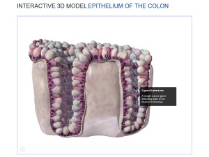 Masters_Show-epithelium_3d_project_by_Anna_Sieben