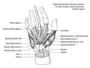 Anatomy2-Hand_dissection_by_Susanna_Brighouse